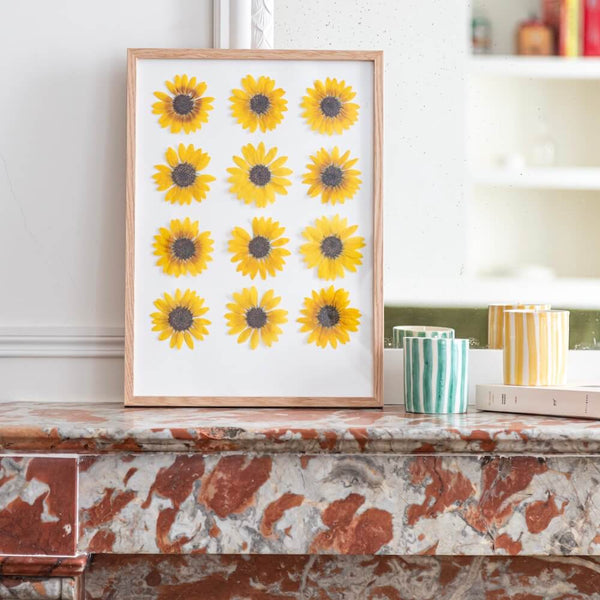 Sunflower Herbarium