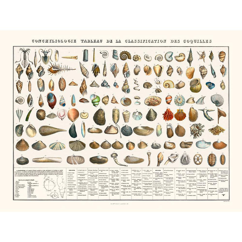 Sciences Naturelles - Tableau Des Coquillages