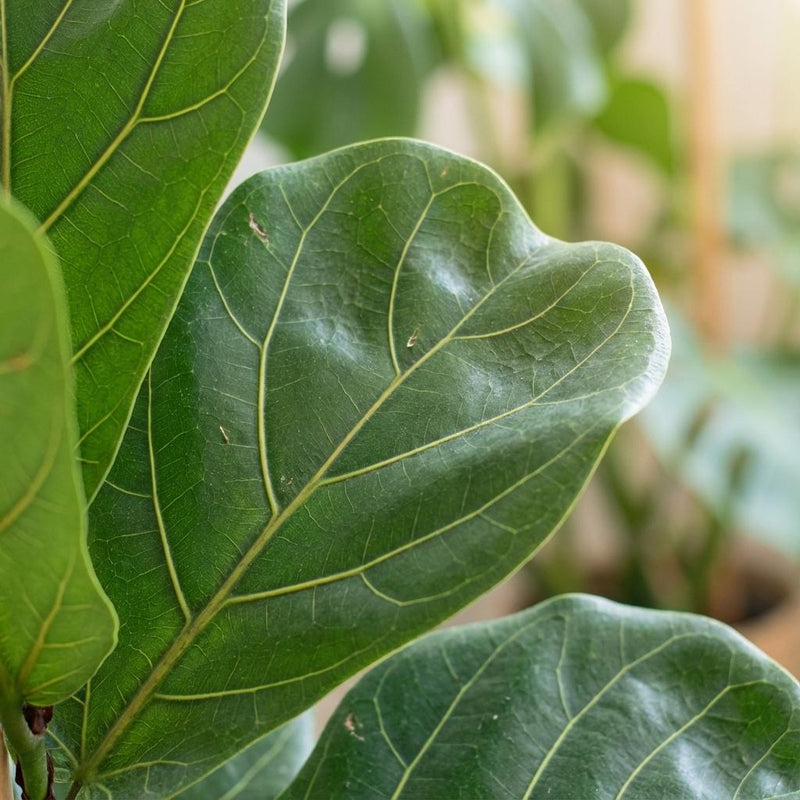 Ficus Lyrata - Higuera violín | Maceta 21 cm, Altura 75 cm