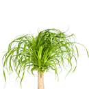 Beaucarnea Recurvata - Baúl con maceta