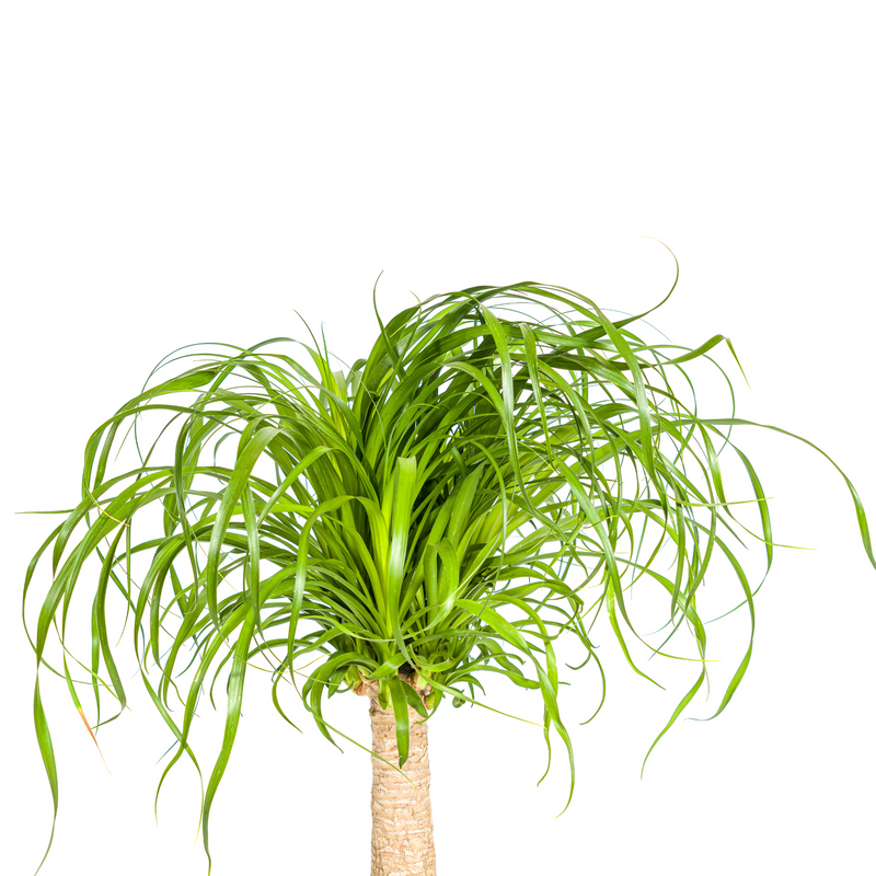 Beaucarnea Recurvata - Baúl con maceta
