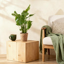 Monstera Deliciosa con Cesta – Planta Agujerada | Maceta 17 cm, Altura 50-55 cm
