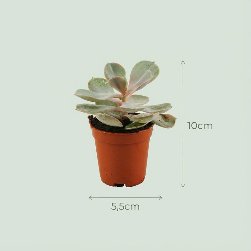 Mix Succulents X3