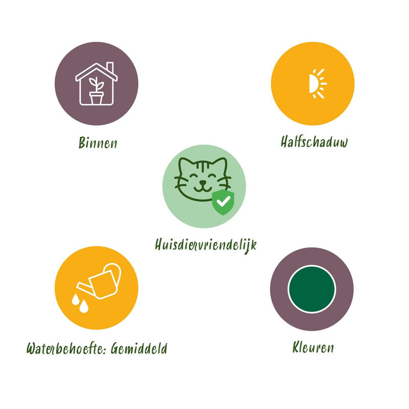 Mezcla de plantas aptas para mascotas x4: Chlorophytum, Cyperus, Phlebodium, Marantha