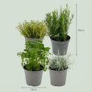 Mezcla aromática italiana x8 | Ø 12 cm, Alto 12-15 cm
