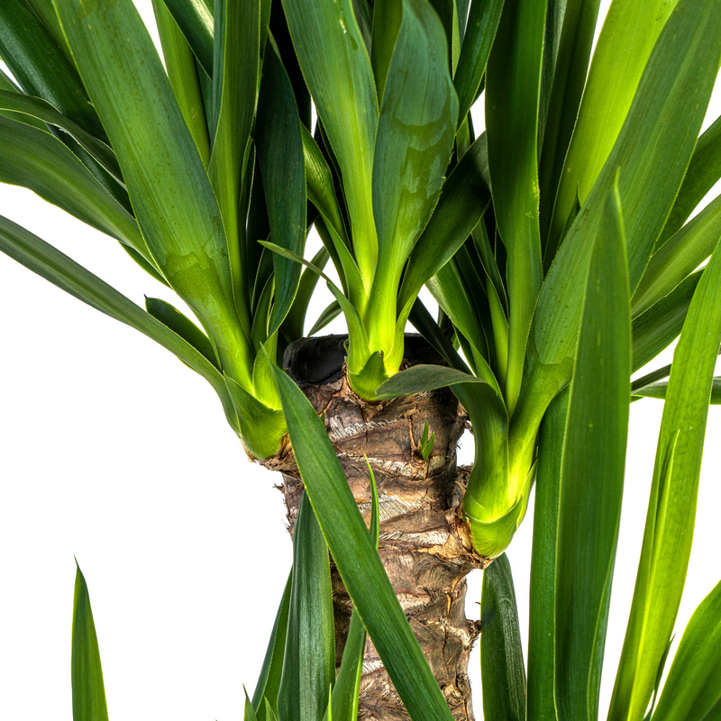 Yuca Elephantipes con maceta