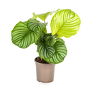 Calathea Orbifolia