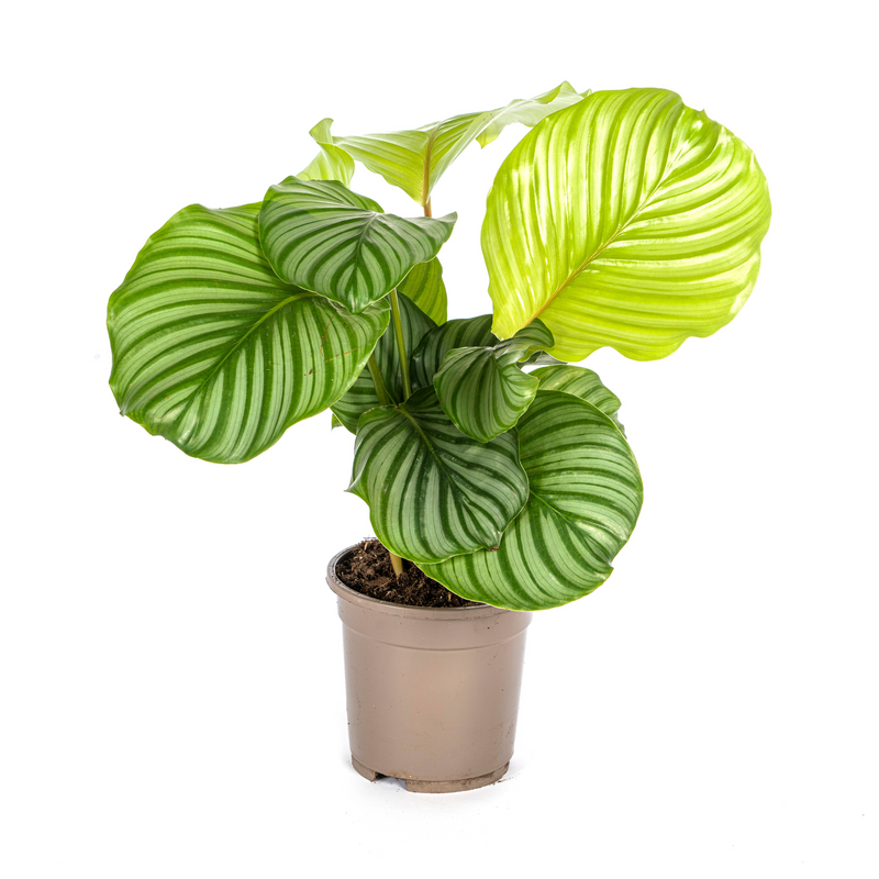 Calathea Orbifolia