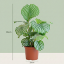 Calathea Orbifolia – Planta pavo real | Maceta 21 cm, Altura 60 cm