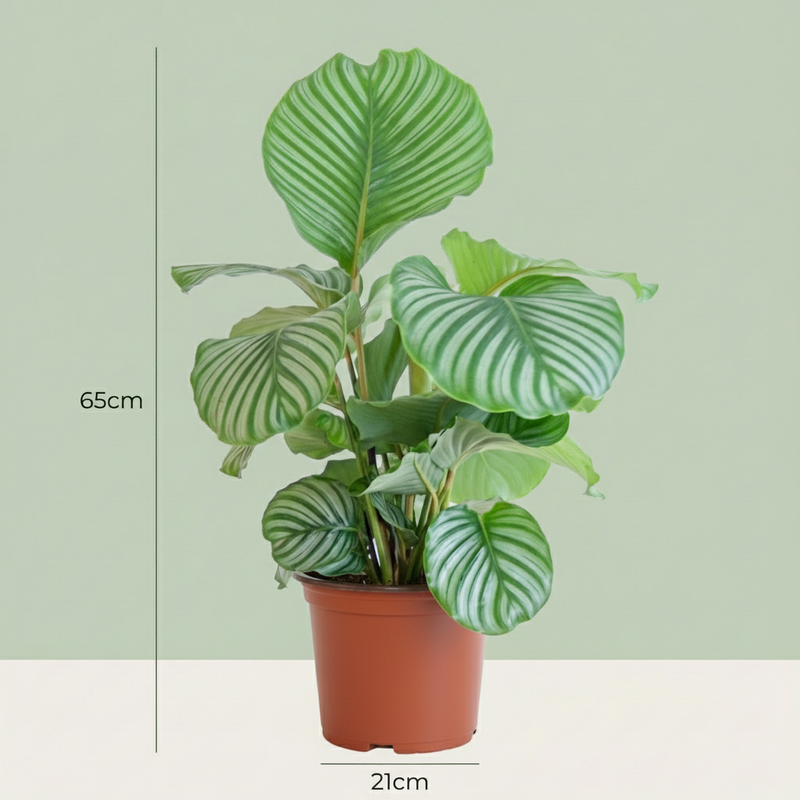 Calathea Orbifolia – Planta pavo real | Maceta 21 cm, Altura 60 cm