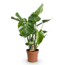 Monstera Deliciosa – Planta de hoyo | Maceta 17 cm, Altura 50-55 cm