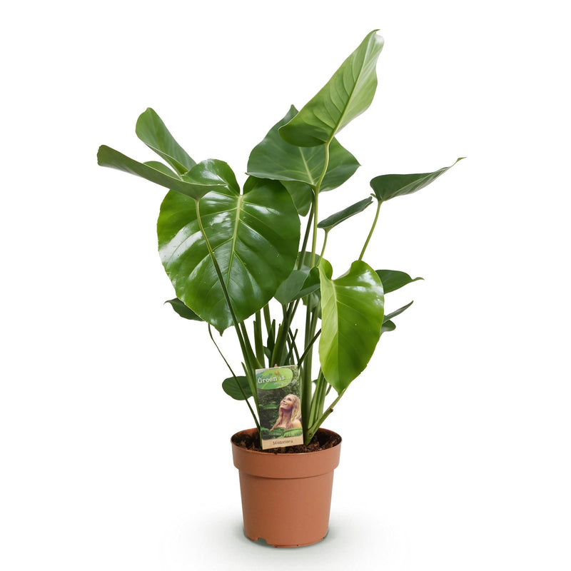 Monstera Deliciosa – Planta de hoyo | Maceta 17 cm, Altura 50-55 cm
