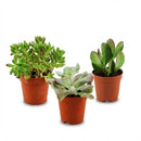 Mix Succulents X3