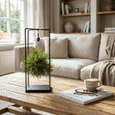 Tillandsia – Planta de aire decorativa | Ø 14 Cm, Alto 37 Cm