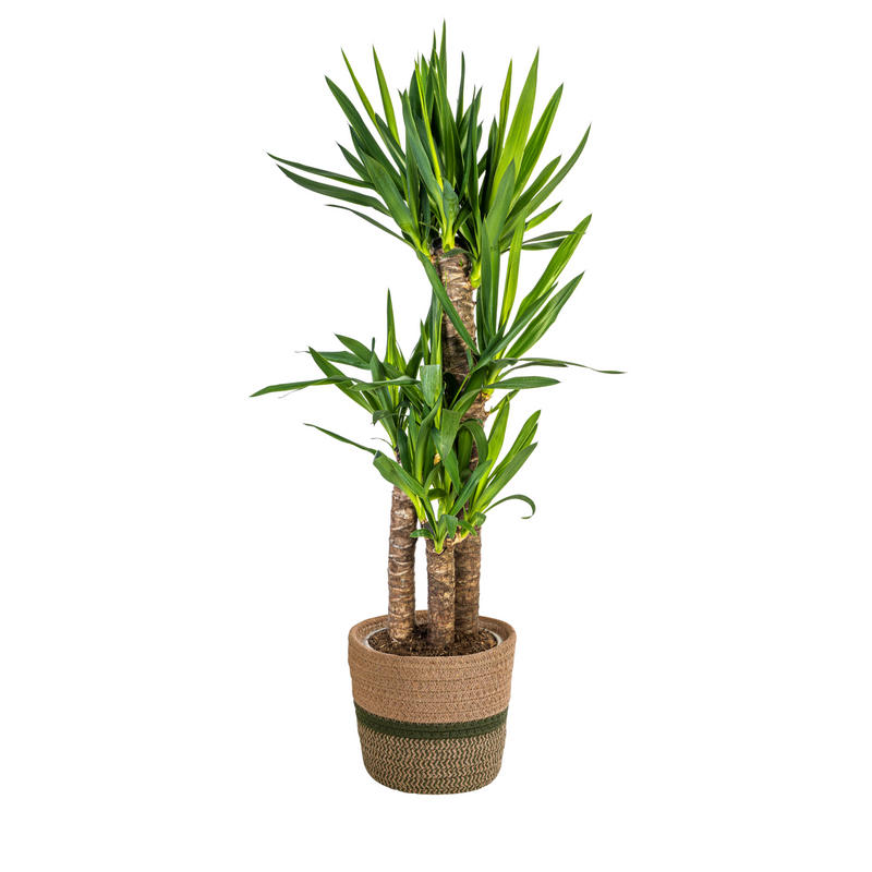 Yuca Elephantipes con maceta