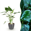 Alocasia Cucullata – Mano de Buda | Maceta 17cm