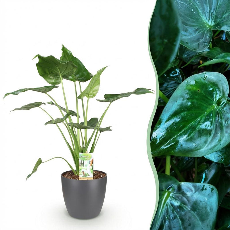 Alocasia Cucullata – Mano de Buda | Maceta 17cm