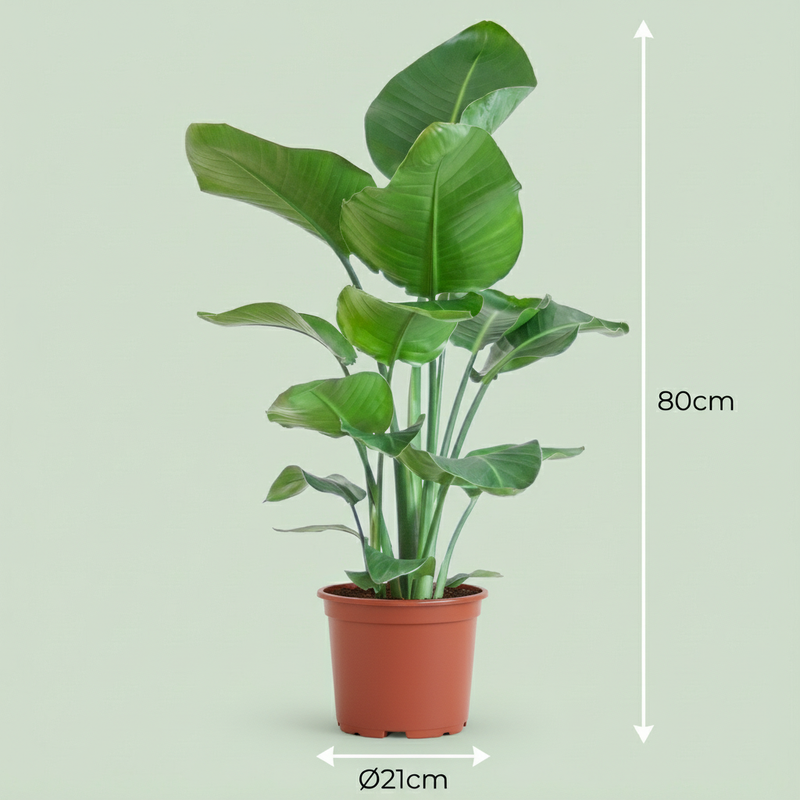 Strelitzia Nicolai – Árbol ave del paraíso | Maceta 19 cm, Altura 90 cm