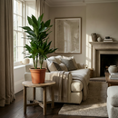 Dracaena Janet Craig – Dracanea interior