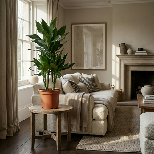 Dracaena Janet Craig – Dracanea interior