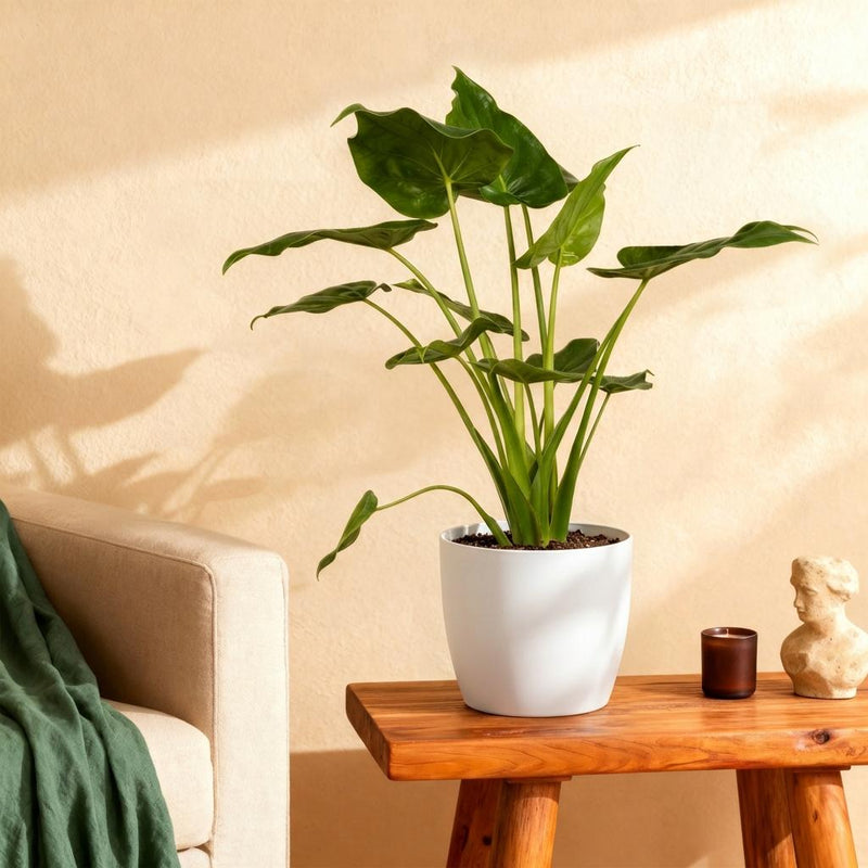 Alocasia Cucullata – Mano de Buda | Maceta 17cm