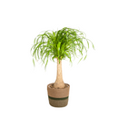 Beaucarnea Recurvata - Baúl con maceta