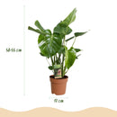 Monstera Deliciosa – Planta de hoyo | Maceta 17 cm, Altura 50-55 cm