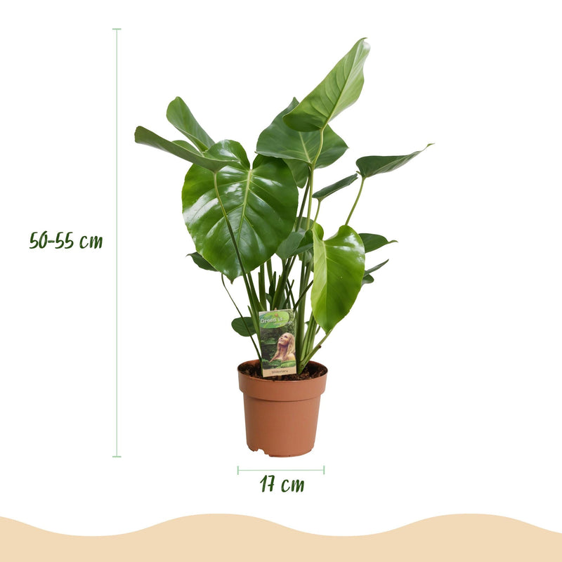 Monstera Deliciosa – Planta de hoyo | Maceta 17 cm, Altura 50-55 cm