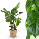 Monstera Deliciosa con Cesta – Planta Agujerada | Maceta 17 cm, Altura 50-55 cm