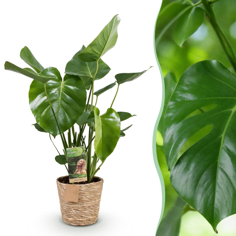 Monstera Deliciosa con Cesta – Planta Agujerada | Maceta 17 cm, Altura 50-55 cm