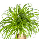 Beaucarnea Recurvata - Baúl con maceta