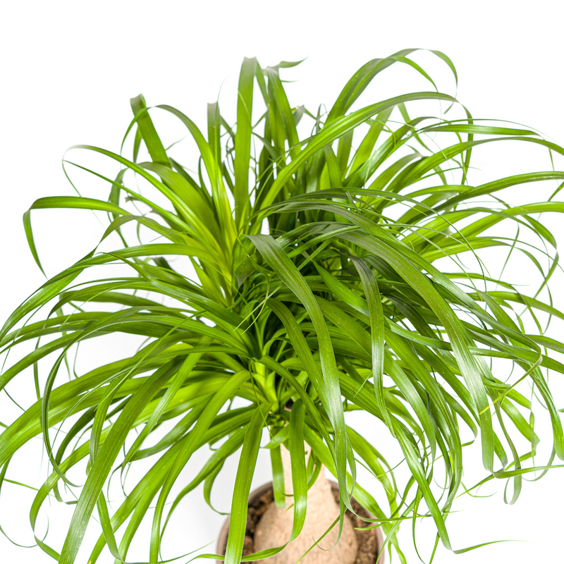 Beaucarnea Recurvata - Baúl con maceta