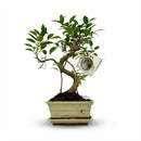 Bonsaï S-Form – Pot Céramique | Ø 15 Cm, Hauteur 30-35 Cm