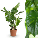Monstera Deliciosa – Planta de hoyo | Maceta 17 cm, Altura 50-55 cm