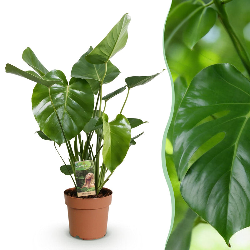 Monstera Deliciosa – Planta de hoyo | Maceta 17 cm, Altura 50-55 cm