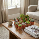 Mix Succulents X3