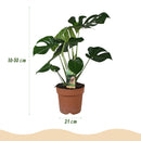 Monstera Deliciosa – Planta de hoyo | Tamaño grande, Maceta 21 cm