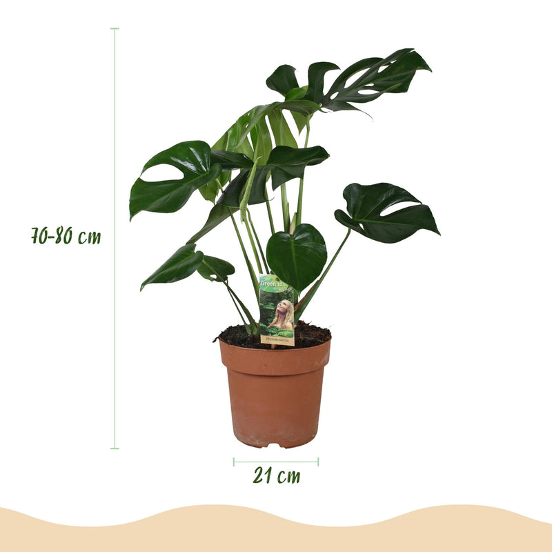 Monstera Deliciosa – Planta de hoyo | Tamaño grande, Maceta 21 cm