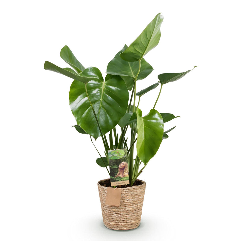 Monstera Deliciosa con Cesta – Planta Agujerada | Maceta 17 cm, Altura 50-55 cm