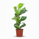 Ficus Lyrata - Higuera violín | Maceta 21 cm, Altura 75 cm