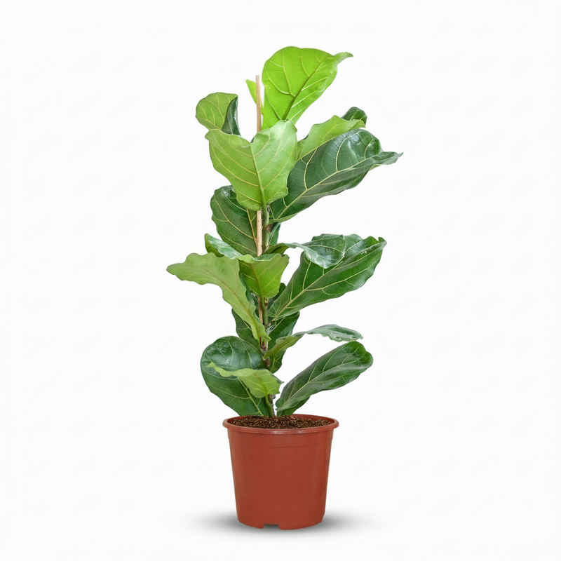 Ficus Lyrata - Higuera violín | Maceta 21 cm, Altura 75 cm
