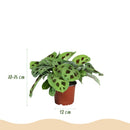 Mix Marantha x3 – Planta de oración | Se admiten mascotas