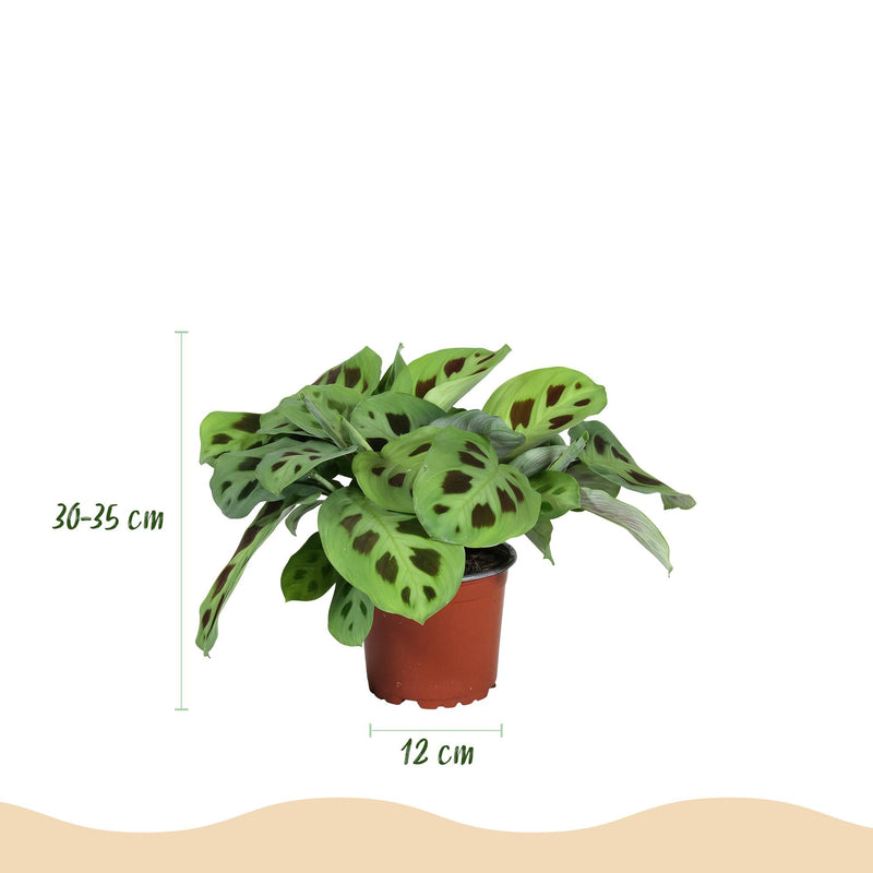 Mix Marantha x3 – Planta de oración | Se admiten mascotas