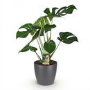 Monstera Deliciosa – Planta de hoyo | Tamaño grande, Maceta 21 cm