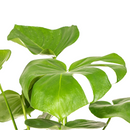 Monstera Deliciosa