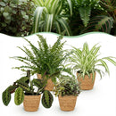 Mezcla de plantas aptas para mascotas x4: Chlorophytum, Maranta, Callisia, Nephrolepis