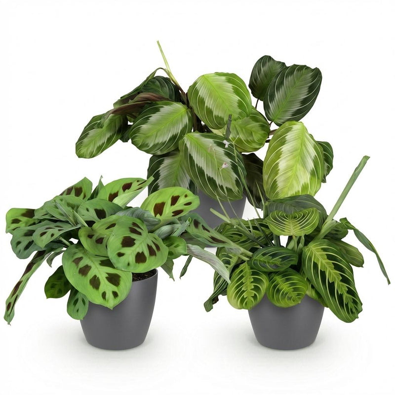 Mix Marantha x3 – Planta de oración | Se admiten mascotas