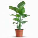 Strelitzia Nicolai – Árbol ave del paraíso | Maceta 19 cm, Altura 90 cm