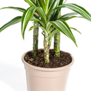 Dracaena Raya Blanca con macetero