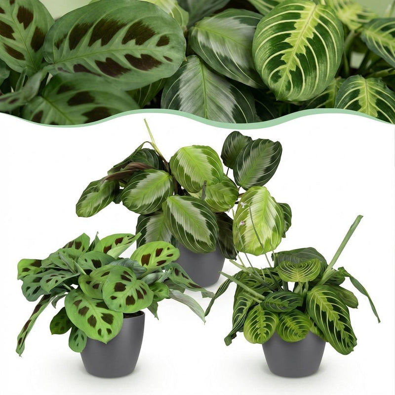 Mix Marantha x3 – Planta de oración | Se admiten mascotas